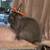 Mini lop 4 thumbnail