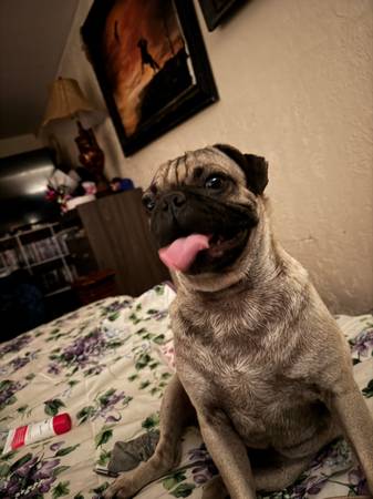 Lost Pug (Las Cruces)63834020593409122