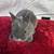 Mini Rex rabbits—of all colors and sizes. 20 thumbnail