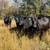 Black/BWF Cows 12 thumbnail