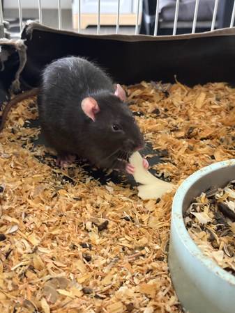 Male Rats 1