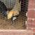 Game Fowl for Sale 8 thumbnail