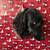 Labradoodle 1 thumbnail