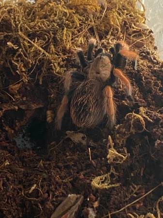 Tarantulas 1