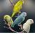 Parrotlets 1 thumbnail