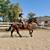Beginner Safe, Bombproof Clydesdale Horse for Sale 8 thumbnail