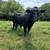 Pure black angus 21 thumbnail