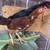 Young chickens 2 thumbnail