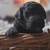 Multi-generational goldendoodle 10 thumbnail