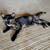 Barn kittens 2 thumbnail