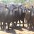 3-4-5 Yr. Old Heavy Bred Angus Cows 3 thumbnail