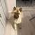 4-year-old Chow Chow, needs loving home. 3 thumbnail