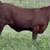 Santa Gertrudis Replacement Heifers 4 thumbnail