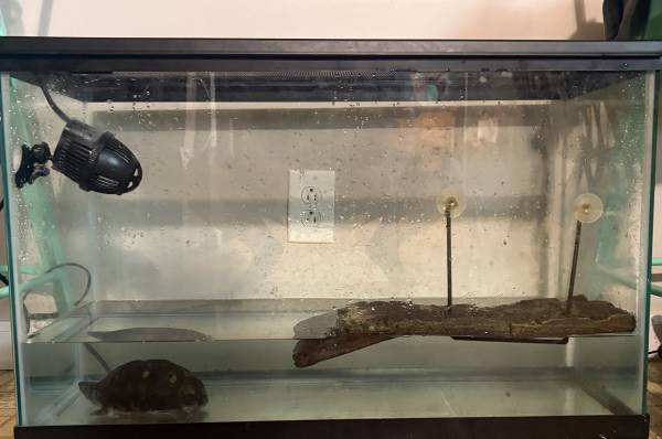 Turtle 1
