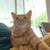 Orange tabby 2 thumbnail
