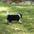Border Collie Austrailian Shepards (Border Aussie) 3 thumbnail