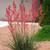 Red Yucca small starter plants (see last pic) each $5 1 thumbnail