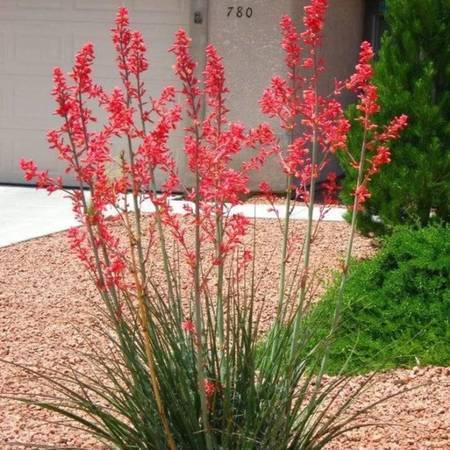 Red Yucca small starter plants (see last pic) each $5 1