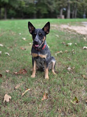 Blue heeler pup (Harrah)63976603027203120