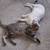 Tabby cat 3 thumbnail