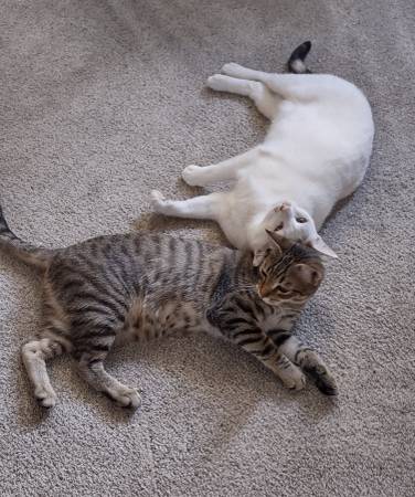 Tabby cat (South Sacramento)63848874353409122