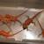 Bearded dragon 8 thumbnail