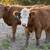 Mini Cattle Mini Donkeys Mini Horses 19 thumbnail