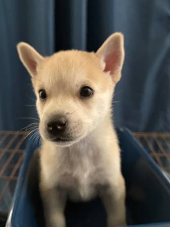 Rehoming husky mix puppies (Tolleson)63990137317506122