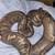 Chocolate GHI Ball python 8 thumbnail