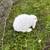 Holland Lop Buck 2 thumbnail