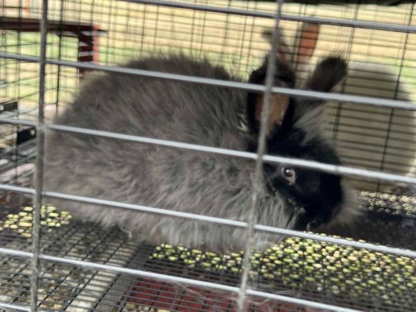 Hybrid Giant Angora black buck (Edgemont)63818022110209120
