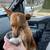 5 year old Feist terrier female 3 thumbnail