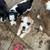 Papillion/chihuahua mix & chihuahua/dashhound mix 4 thumbnail