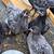 Chicken trade 1 thumbnail