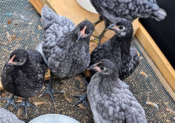 Chicken trade 1