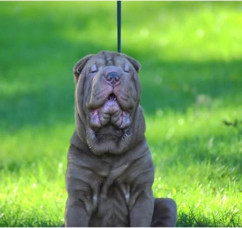 Mini Sharpei (Graham)63911484082050122