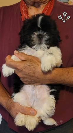 CKC Shihtzu puppies (Smyrna)63979869804546122