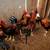 Roosters 4 thumbnail