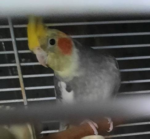 Rehoming male cockatiel (Easton)63872576372737120