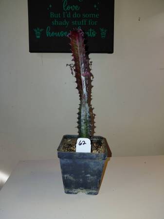 SUCCULENT #62 - AFRICAN MILK TREE 1