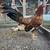 Gamefowl 5 thumbnail