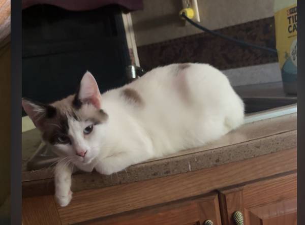 Siamese cat 1