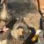 Ducks and geese 5 thumbnail