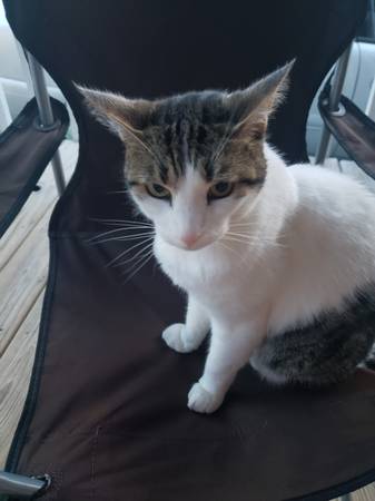 Gatito perdido (E Saint Patrick St)63866198801025124