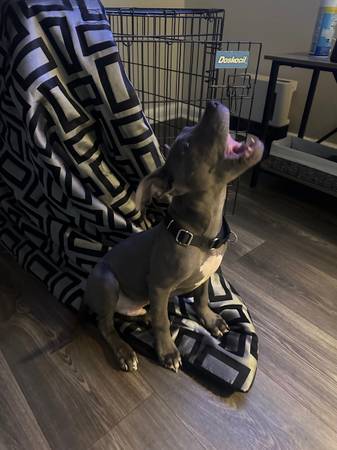 Blue nose Puppy63881506645379123