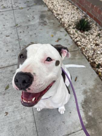 ~HONEY~ needs a forever home!! (Long Beach)63877736218753120