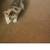 Mousers 1 thumbnail