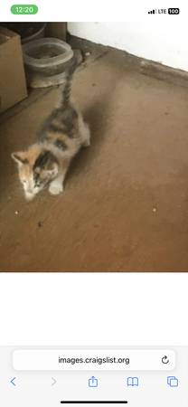Mousers 1