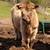 Highland/Angus/Belted heifer 2 thumbnail