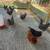 10 Laying Hens(6-7 mo old) 2 thumbnail